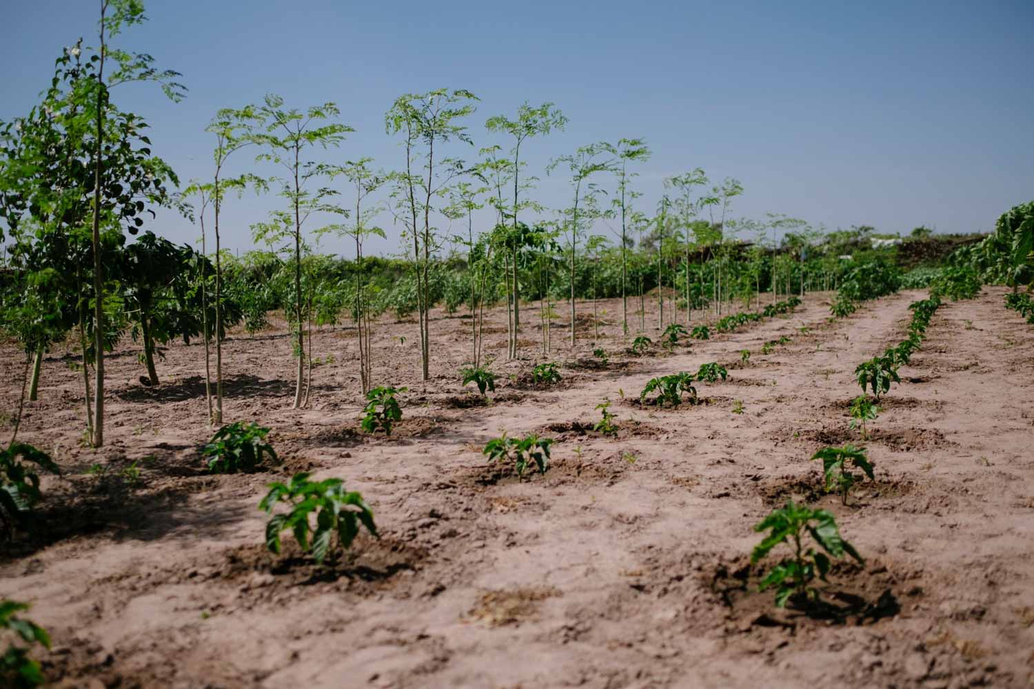 Trees that have been planted thanks to Ecosia's research system